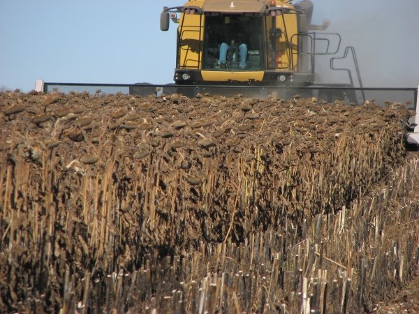 Sunmaster helping to harvest a nice stand of sunflowers.